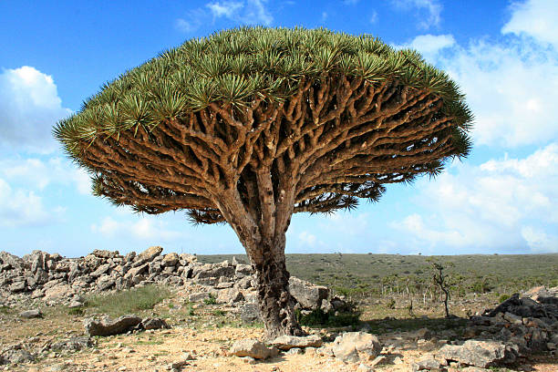kuvapankkikuvat ja rojaltivapaat kuvat aiheesta lohikäärmeen veripuu socotrassa, jemenissä - socotra dragon tree