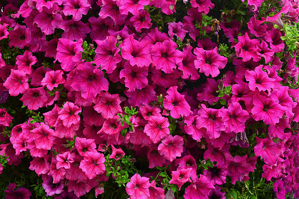 petunia - petunia foto e immagini stock