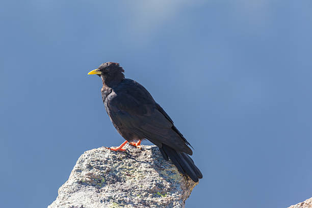 istock Close up view of an Alpine chough 504902940