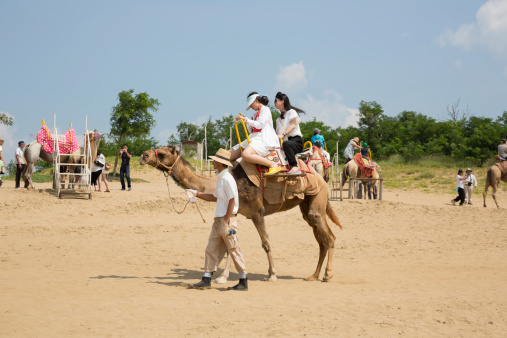Tottori, Japan - July 21, 2014: Tourists take a camel ride on Tottori Sand Dunes on July 21, 2014 in Tottori, Japan. Tottori Sand Dunes is the only large dune in Japan.