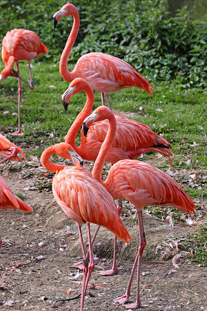 istock Captive Caribbean Flamingo flock ( Phoenicopterus ruber ) 504903346