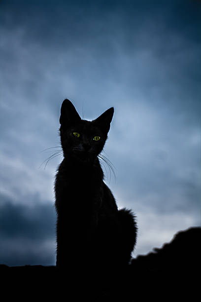 The Black cat Black cat on the roof looking down with storm clouds in background. angry cat silhouette stock pictures, royalty-free photos & images
