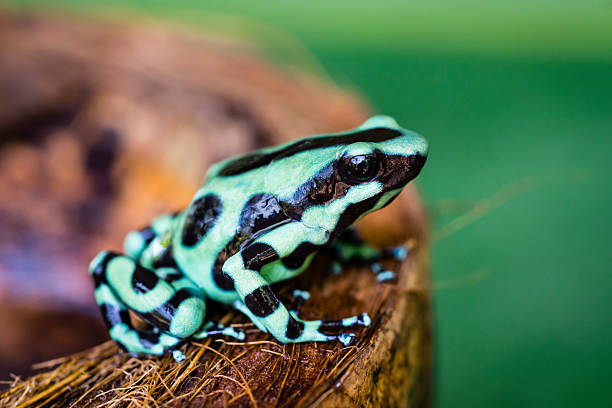 Green and black poison dart Frog, Costa Rica, dendrobates auratus Green and black poison dart Frog in coconut, Costa Rica animal, dendrobates auratus. poison arrow frog photos stock pictures, royalty-free photos & images
