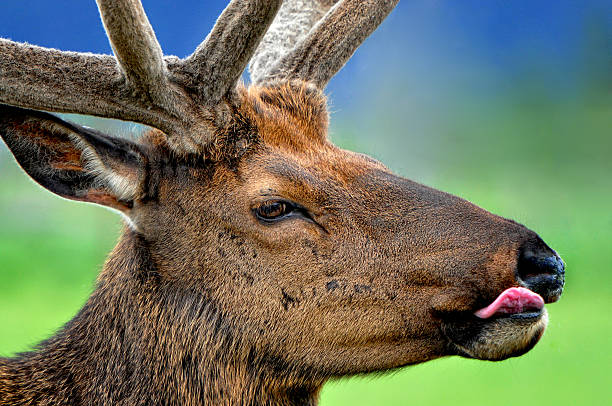 istock Alaskan Elk Portrait 504903555