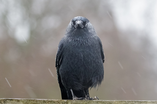 Jackdaw (Corvus monedula) sitting on a fence in the rain in winter.