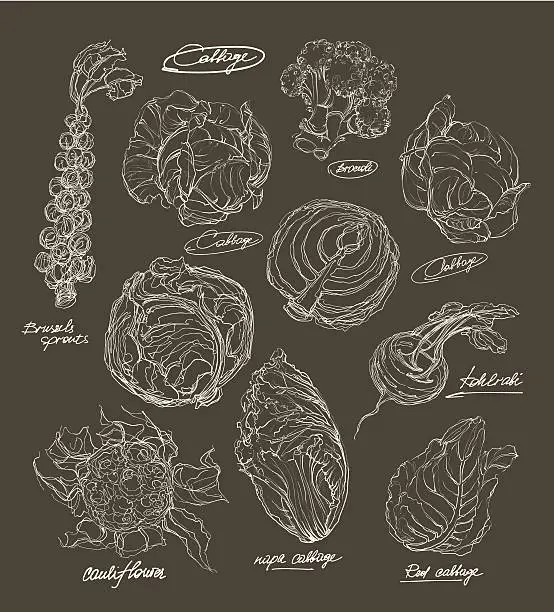 Vector illustration of vector hand drawing set of cabbage