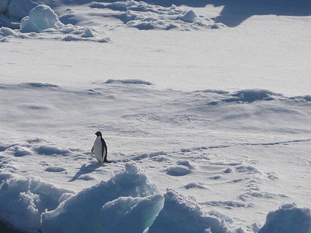 istock Adelie Penguin on Ice Floe in Antarctica 504903848