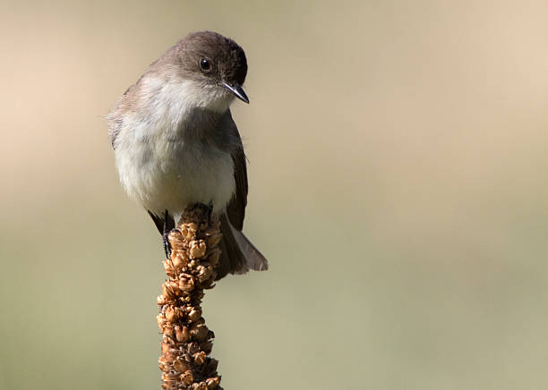 istock Eastern Phoebe perched in Colorado Chatfield State Park 504904170