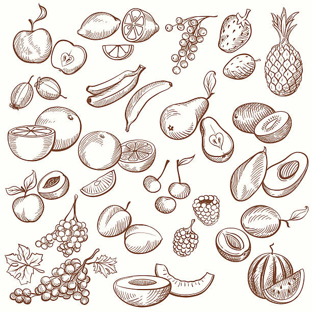 Vintage Fruit Contours Set of vintage sketches fruits, freehand hatching work. banana drawings stock illustrations
