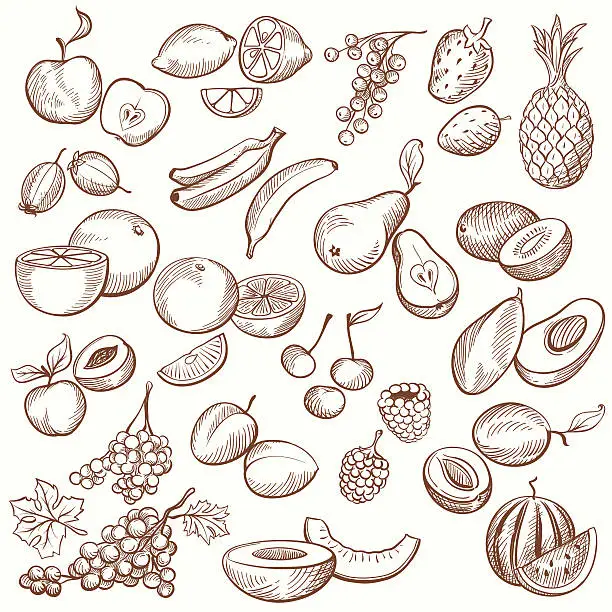 Vector illustration of Vintage Fruit Contours