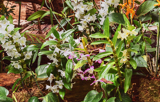 Dendrobium nobile is one of the most widespread ornamental members of orchid family, a popular cultivated decorative house plant. White orchids in the greenhouse