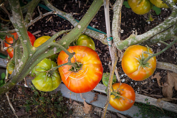 istock Large Heirloom Tomatoes Ripening On The Vine 504904400
