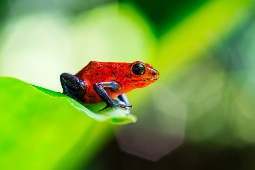 Strawberry or Blue Jeans Poison Dart Frog on a leaf, Costa Rica, oophaga pumilio.