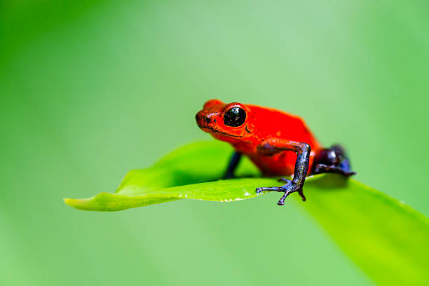 Strawberry Blue Jeans Poison Dart Frog, Costa Rica, oophaga pumilio Strawberry or Blue Jeans Poison Dart Frog on a leaf, Costa Rica, oophaga pumilio. poison arrow frog photos stock pictures, royalty-free photos & images
