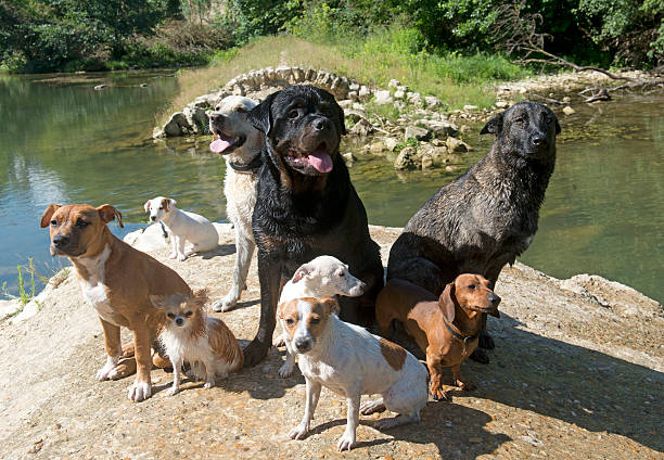 istock group of dogs 504905105