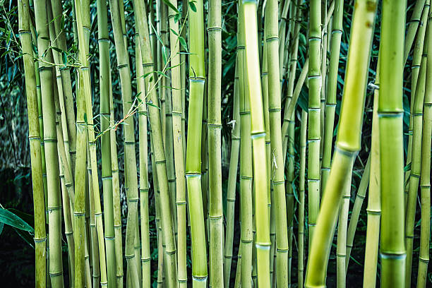 scanalatura in bambù - golden bamboo foto e immagini stock