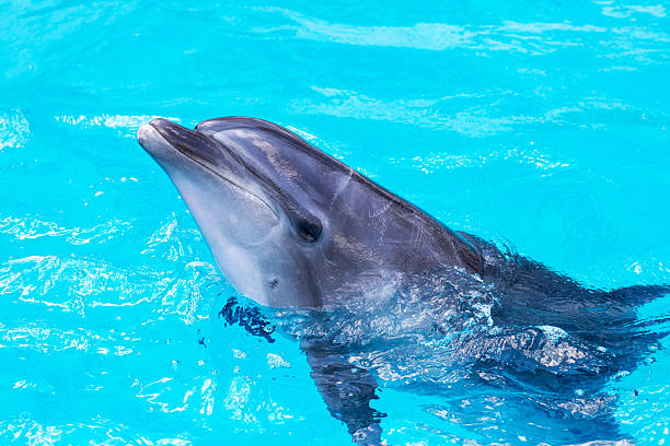 istock dolphins swim in the pool close-up 504905293