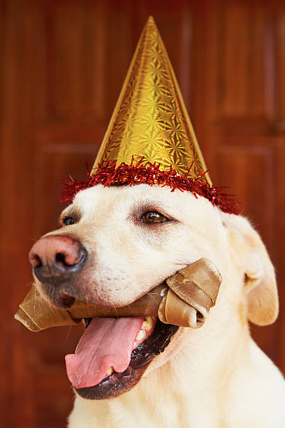 istock Dog birthday party 504905771