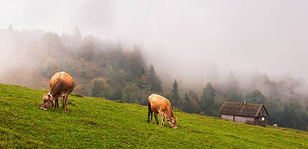 istock Cows in the Alps 504906056