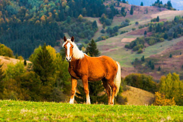 Horse on the mountains hills. Warm spring weather