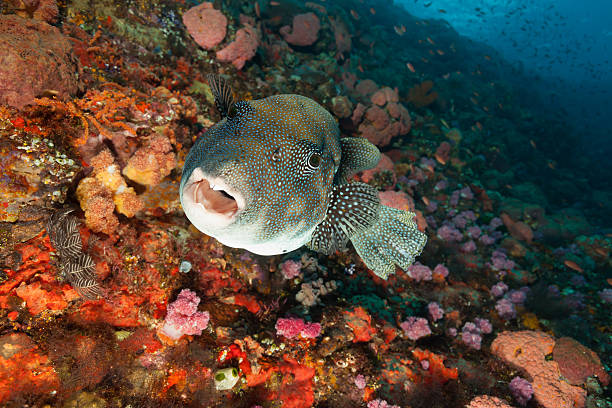 Marine Life in Baja California Sur Mexico