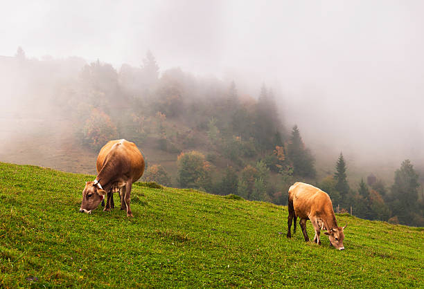 istock Cows in the Alps 504906488