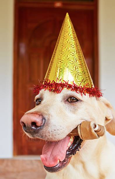 istock Dog birthday party 504906559