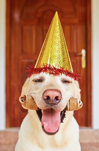 istock Dog birthday party 504906561