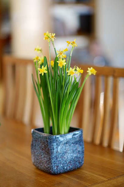 istock Beautiful spring narcissus flowers in pot 504906646