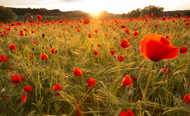 istock Blooming poppy field in warm evening light 504906971