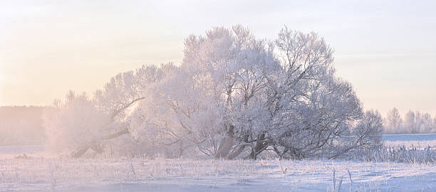 istock Foggy winter sunrise 504906986