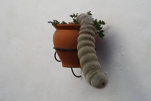 cactus hanging like a trunk at a white wall