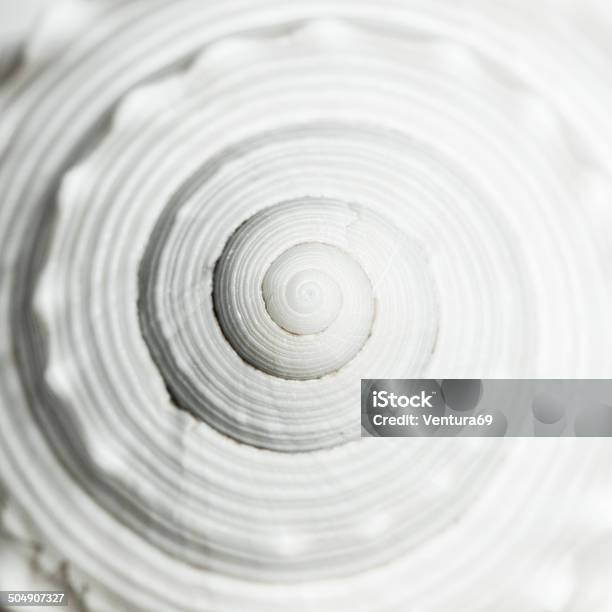 Sea Shell Spiral Stock Photo - Download Image Now - Black And White, Close-up, Curve