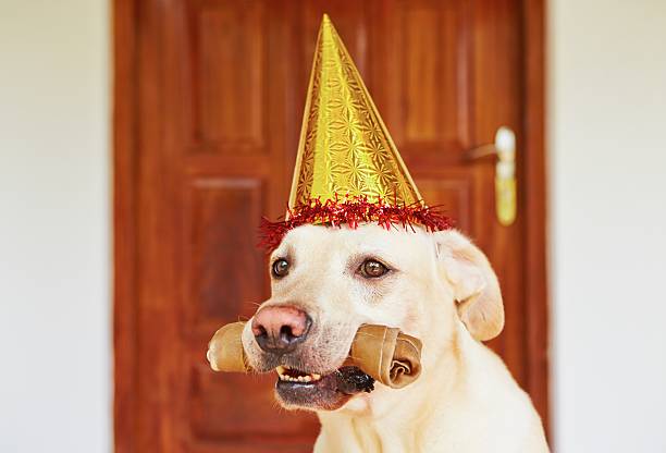 istock Dog birthday party 504907559