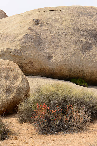 Desert Flowers and Rocks stock photo