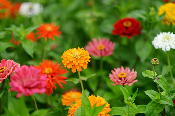 istock Red and orange zinnia flowers 504909034