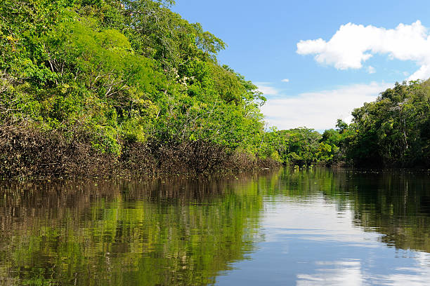 istock Amazon river landscape in Colombia 504909107