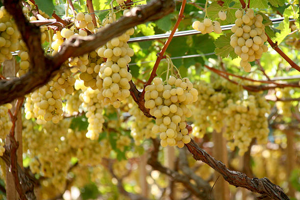 Grapes Grapes sardinia vineyard stock pictures, royalty-free photos & images
