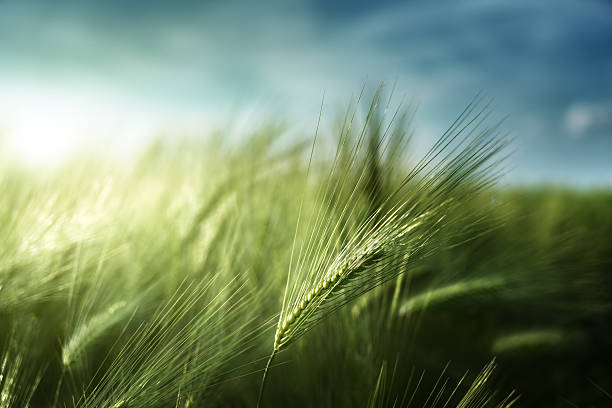 cebada campo de tiempo de la puesta de sol - barley grass fotos fotografías e imágenes de stock