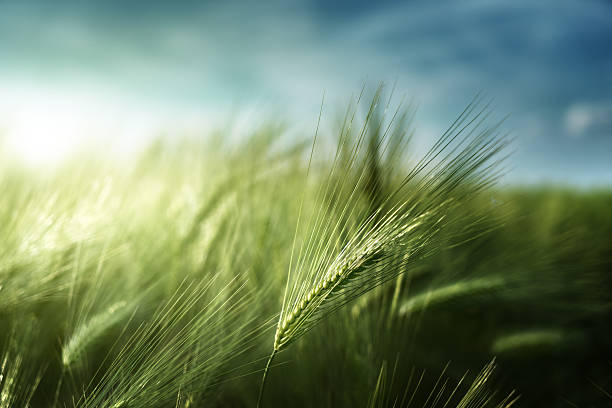 보리 필드 선셋 시간 - barley grass field green 뉴스 사진 이미지