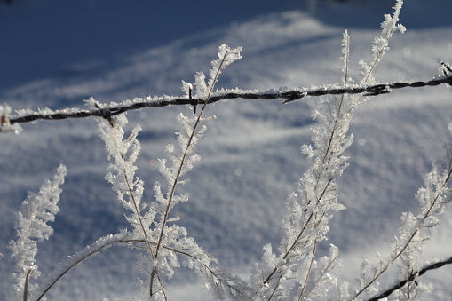 Frost covered plants and barbed wire.