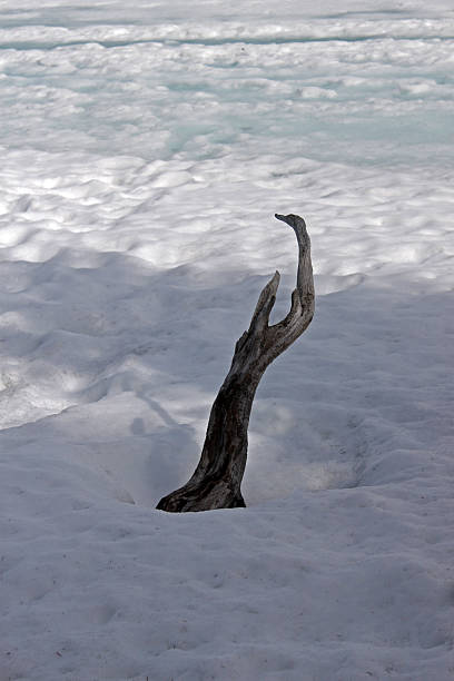 istock Driftwood on Fozen Lake 504911974