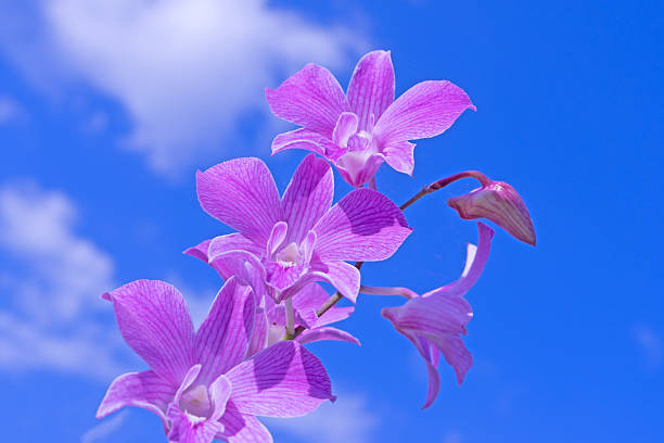 Orchids flower with Blue sky and Cloud Backgroun