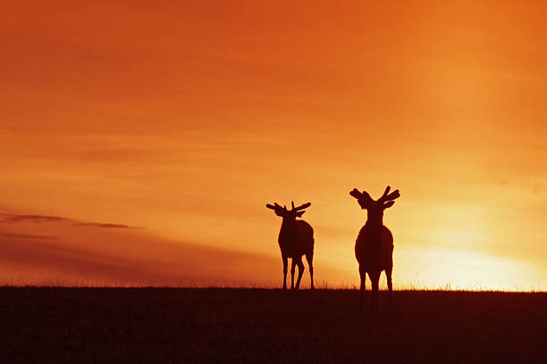 istock Wapiti Against the Sunset 504912552