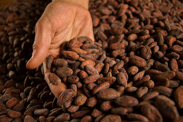 istock Hand Lifts Cocoa Beans 2 504913092