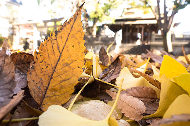 opadłe liście - ginkgo tree ginkgo tree japan zdjęcia i obrazy z banku zdjęć