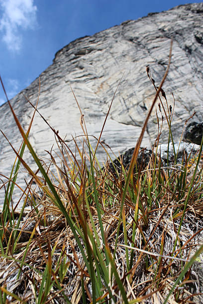 On Gimli Ridge, on the edge of Valhalla Provincial Park in British Columbia, Canada, an odd, fin-shaped mountain juts towards the sky. Here, the focus is on the weeds in the foreground, with the majestic Mount Gimli of the Valhallas Ranges in the Selkirk Mountains playing a supporting role.