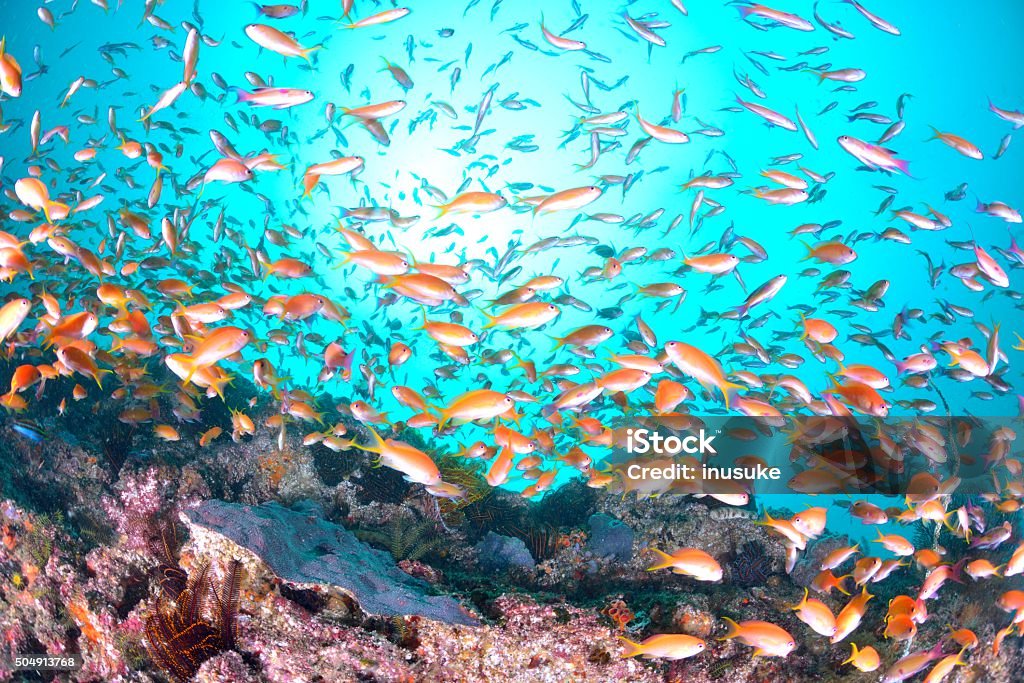 Mar goldie - Royalty-free Anthias squamipinnis Foto de stock