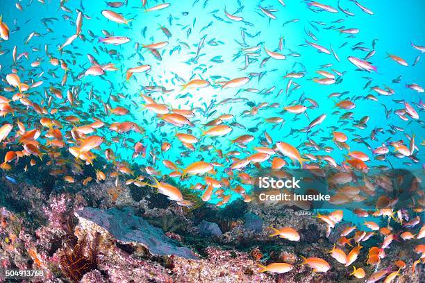 Mar Goldie - Fotografias de stock e mais imagens de Anthias squamipinnis - Anthias squamipinnis, Atividade Recreativa, Azul