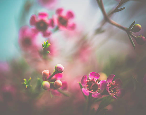 istock Delicate and beautiful fresh waxflowers against blue background 504916276